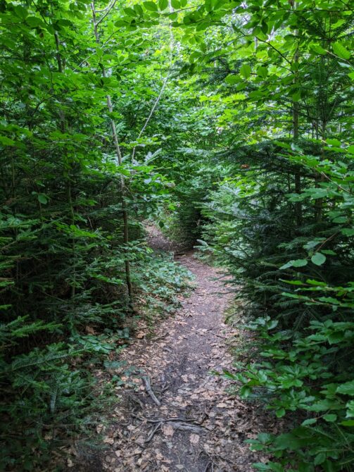 von Steinkirchen auf den Dandlberg