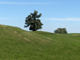 von Steinkirchen auf den Dandlberg