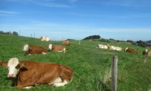 von Steinkirchen auf den Dandlberg