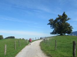 von Steinkirchen auf den Dandlberg