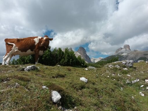 c6105c47-d5a8-49fe-a6ec-3b4454a8d5aa