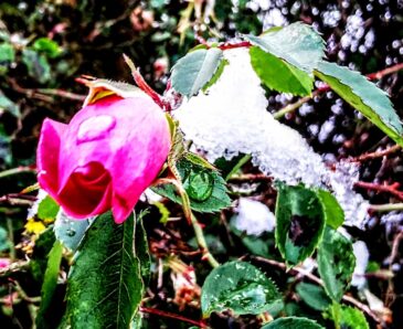 3f963d90-abca-4495-840d-b41991bb5c73