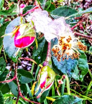 97530156-1c1b-4c72-84a8-e4e36dad82e4