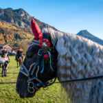 Traditioneller Leonhardiritt in Nußdorf