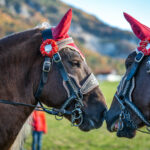 Traditioneller Leonhardiritt in Nußdorf