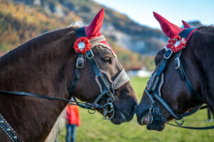 Traditioneller Leonhardiritt in Nußdorf