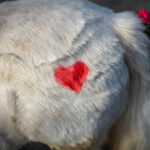 Traditioneller Leonhardiritt in Nußdorf