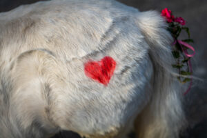 Traditioneller Leonhardiritt in Nußdorf