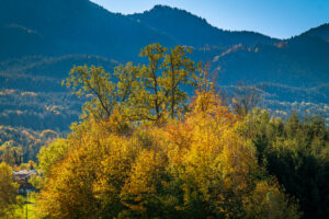 Impressionen eines Herbstspazierang in der Samerberger Filze