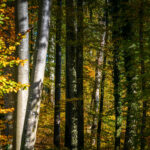 Impressionen eines Herbstspazierang in der Samerberger Filze