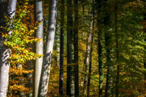 Impressionen eines Herbstspazierang in der Samerberger Filze