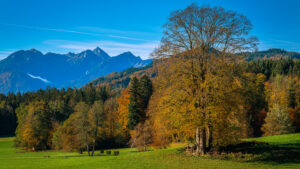 Impressionen eines Herbstspazierang in der Samerberger Filze