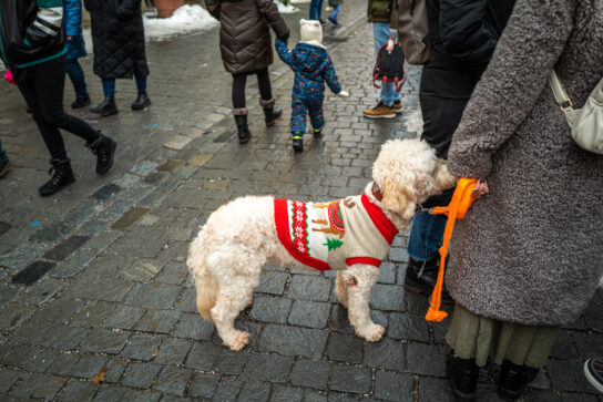 Christkindlmarkt-Rosenheim-1002243