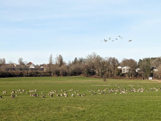 Zwischen den Jahren am Chiemsee-Uferweg