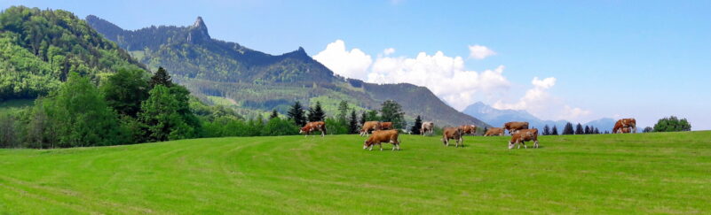 PanoramaHeubergstraße