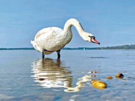 SEElenbilder_Foto H. Reiter (1a)