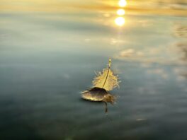 SEElenbilder_Foto H. Reiter (3)