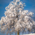 Ein Wintermärchen auf dem Samerberg: Magische Momente in verschneiter Idylle