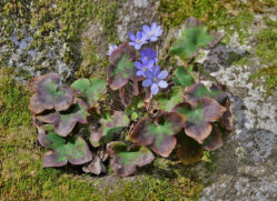 AktNatBeo-240226-ja-04-Leberbluemchen-ki-1200pix