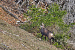 AktNatBeo-240226-ja-10-Gaemse-1280pix