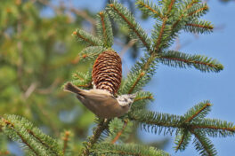 AktNatBeo-240226-ja-12-Haubenmeise-1280pix