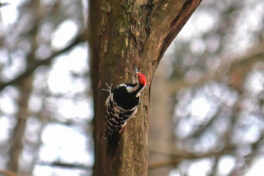 AktNatBeo-240226-ja-14-Weissrueckenspecht-1280pix