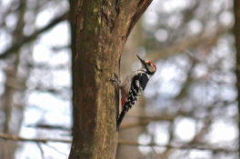 AktNatBeo-240226-ja-16-Weissrueckenspecht-1280pix