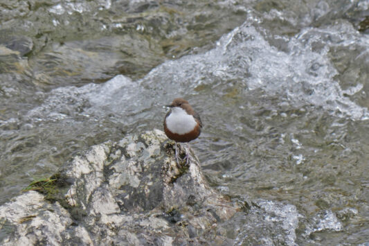 AktNatBeo-240226-ja-18-Wasseramsel-1211pix