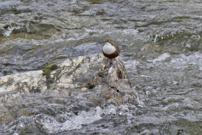 AktNatBeo-240226-ja-20-Wasseramsel-1275pix