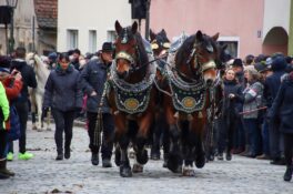 k-240207 Rossmarkt Pferde und Auftrieb_103