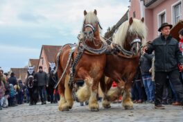 k-240207 Rossmarkt Pferde und Auftrieb_110