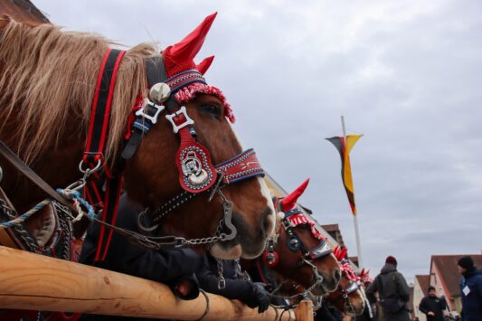 k-240207 Rossmarkt Pferde und Auftrieb_92