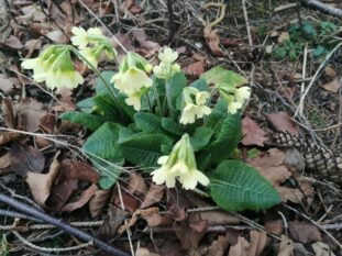 20240_gründonnerstag_Schlüsselblume
