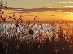 9d9ae67a-3d73-4731-810a-64e452375565