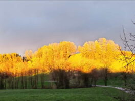 cf5a2b79-f2d3-4b48-b938-e017b2b49ac1