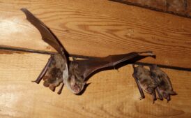 k-Großes Mausohr_Andreas Zahn 1