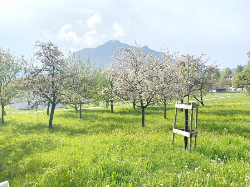 PM_Streuobstwiesen_Susanne Summerer_LandratsamtRosenheim