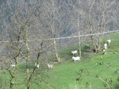 Ausflugstipp Südtirol: Schenna