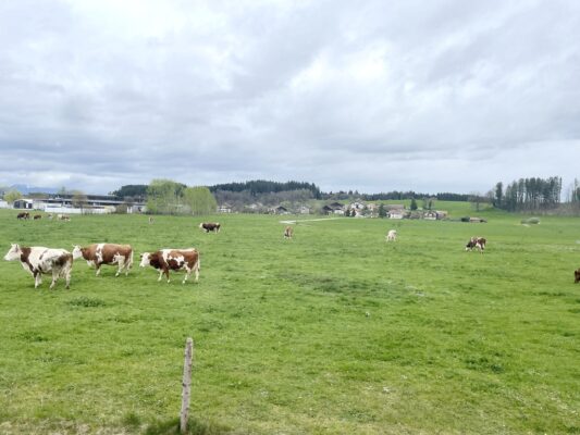 k-1Kühe in Bad Endorf