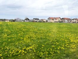 k-1Löwenzähne in Halfing