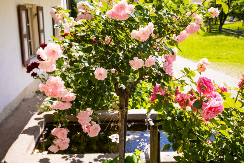 05_Feichtnhof-1000611