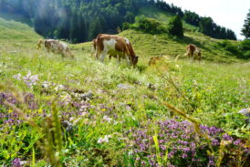 Almwiese mit Kühe