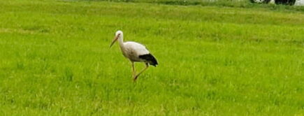 ee02af9a-1e56-4377-b495-4ebad2165fc4