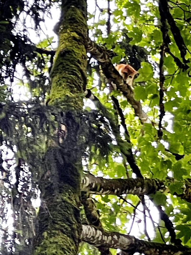 1Kater Fritzi auf Baum