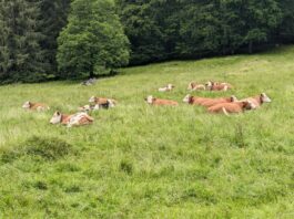 Halbtagestour unter der Zwillingswand