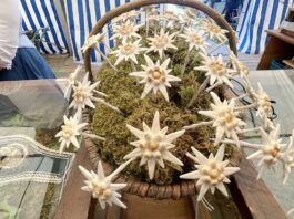 1Hirschhornedelweiß