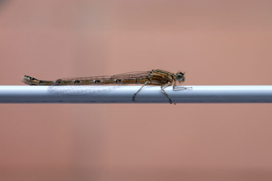 AktNatBeo-240702-kw-Gemeine Becherjungfer Libelle-DSCF5117