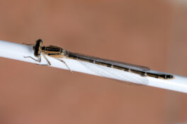 AktNatBeo-240702-kw-Gemeine Becherjungfer Libelle-DSCF5141