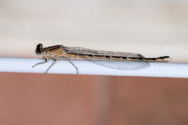 AktNatBeo-240702-kw-Gemeine Becherjungfer Libelle-DSCF5146