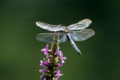 AktNatBeo-240710-kw-Grosser Blaupfeil Libelle-DSCF5309